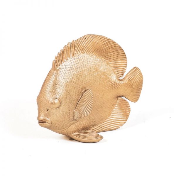 Goldplattfisch Flat Mate, gold